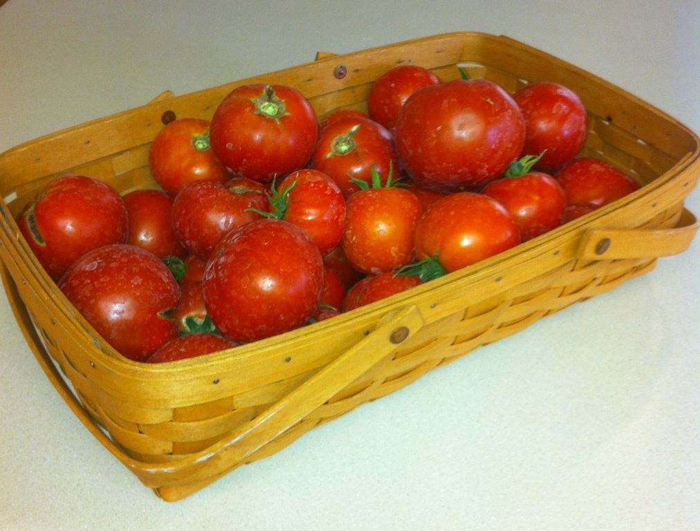 Tomato Harvest 2013