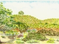 amador-flower-farm-blog-jpg