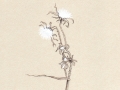 Bristly Oxtongue