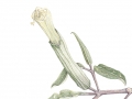 Darpinian Datura med res