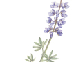 Darpinian-Lupine-Blossom