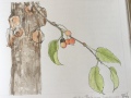 Persimmon-sketch-2017
