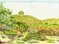 Amador Flower Farm