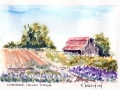 Lavender Hollow1